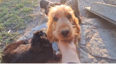 Unyx Des Yeux D'Osiris