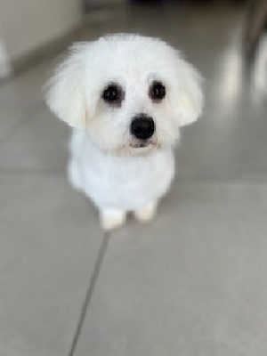 Étalon Coton de Tulear - Velma des terres de bourguenailles