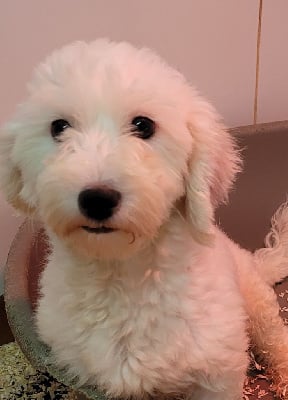 Étalon Coton de Tulear - Ucia Des marais de courmont
