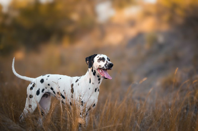 Étalon Dalmatien - Una (Sans Affixe)