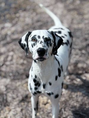 Étalon Dalmatien - Valeureuse aria Du Bois Aux Chênes Béarnais