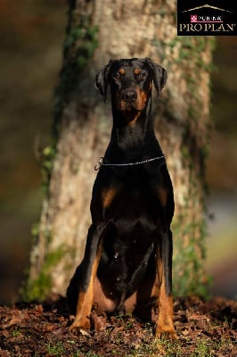 Étalon Dobermann - CH. Vasco Des Brumes De Kalhan