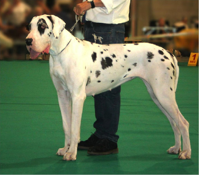 Étalon Dogue allemand - Samothrace des monts d'orosia