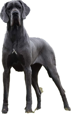 Étalon Dogue allemand - Georgia vom herstallturm