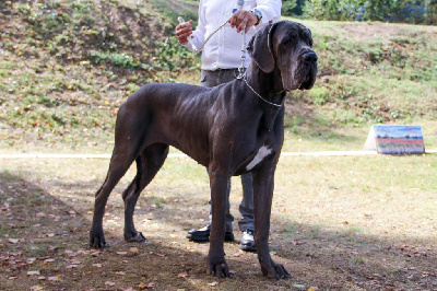 Étalon Dogue allemand - Felicita the blue dream rhapsody