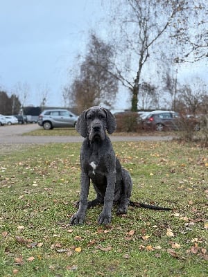 Étalon Dogue allemand - Amaya Des Terres De Phelyzia