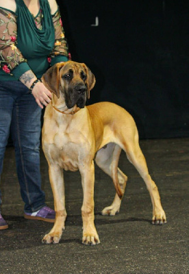 Étalon Dogue allemand - Arthas Du Dragon De La Plume Dorée
