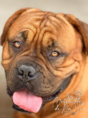 Étalon Dogue de Bordeaux - U neya D'Un Délice De Pain D'Epice