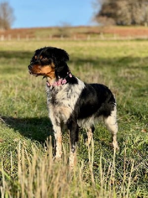 Étalon Epagneul Breton - Vodka Du domaine de la villatelle