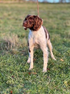 Étalon Epagneul Breton - Pandora Du domaine de la villatelle