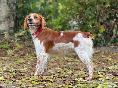 Étalon Epagneul Breton - Utah Du domaine de la villatelle