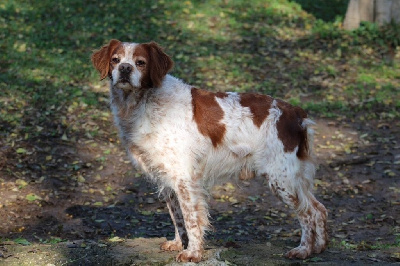 Étalon Epagneul Breton - TR. Oko De Los Majadales
