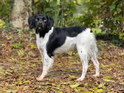 Étalon Epagneul Breton - Torie Du domaine de la villatelle