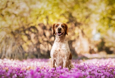 Étalon Epagneul Breton - Toscane Du fief des kallistos