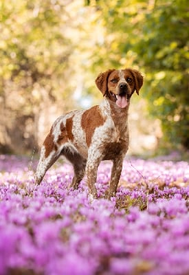 Étalon Epagneul Breton - Volga De tremouard