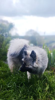 Étalon Eurasier - Valhalla véneriss Des crinières de feu