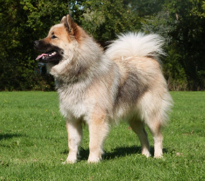 Étalon Eurasier - Venus des Cerberes de Gaïa