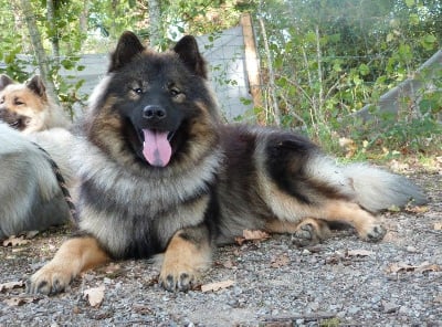Étalon Eurasier - Vandal iblys takoba des légende de retz