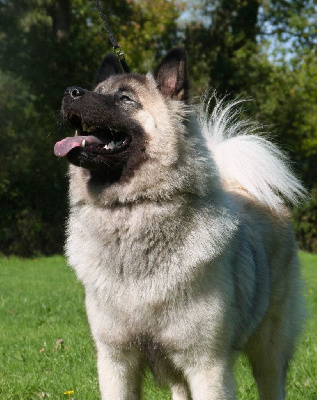 Étalon Eurasier - Victory orphée Des Terres Sacrées De Riam