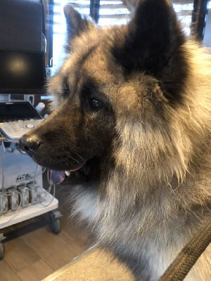 Étalon Eurasier - Rio Du Souvenir De Tootsie