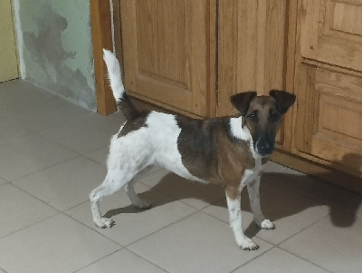 Étalon Fox Terrier Poil lisse - CH. Ulma Des marais d'aulnoye