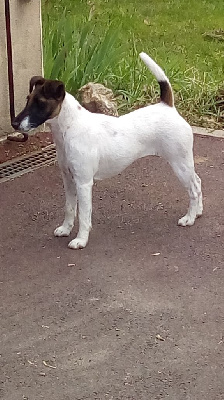 Étalon Fox Terrier Poil lisse - CH. Nolwenn Des marais d'aulnoye
