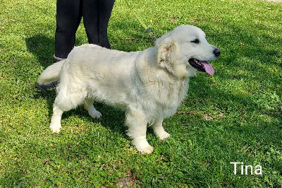 Étalon Golden Retriever - Noble And White Tina