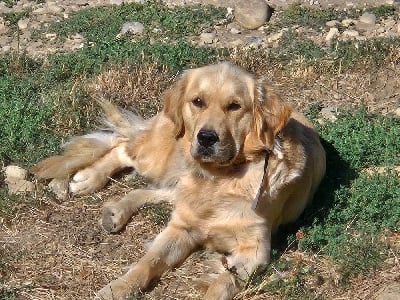 Étalon Golden Retriever - Utha De L'harche De Repand