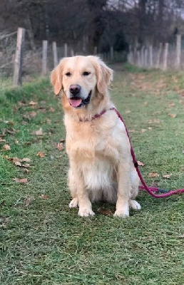 Étalon Golden Retriever - Taïwan Du domaine de la villatelle