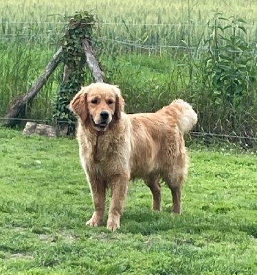 Étalon Golden Retriever - Totem du Marais de Saintonge