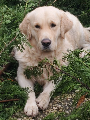 Étalon Golden Retriever - Top gun des Légendaires Nahauri