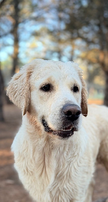 Étalon Golden Retriever - Un deux trois soleil des jardins d'epona