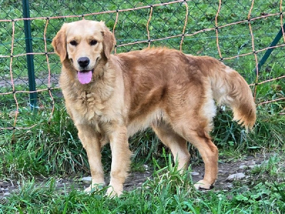 Étalon Golden Retriever - Upsie des eclats du laser