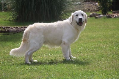 Étalon Golden Retriever - R'max du domaine du vignoble