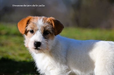 Étalon Jack Russell Terrier - Ulloah du Domaine De Léon De La Seille