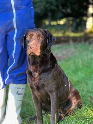 Étalon Labrador Retriever - Underline Du Bois De L'Ayade
