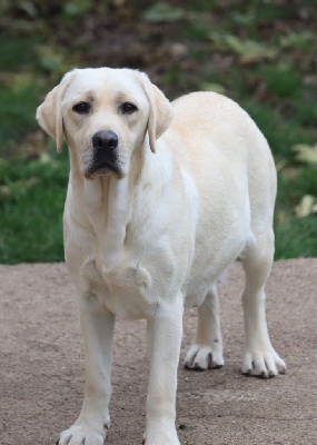 Étalon Labrador Retriever - Vis ta vie De Pont Barreau