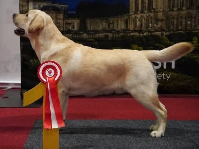 Étalon Labrador Retriever - Addicted to you Des Collines D Armor Et D Argoat