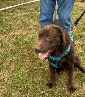 Étalon Labrador Retriever - Voltaire bobby Des Oursons De L'Aisne