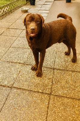 Étalon Labrador Retriever - Voltaire bobby Des Oursons De L'Aisne