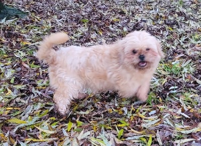 Étalon Lhassa Apso - Tiphaine Des marais de courmont