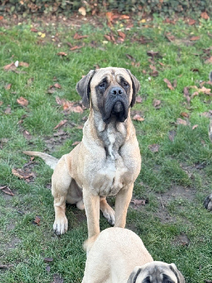 Étalon Mastiff - Viking des Mastiffs d'Enfer