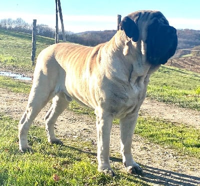 Red hot chili peppers de l ' escane crabe