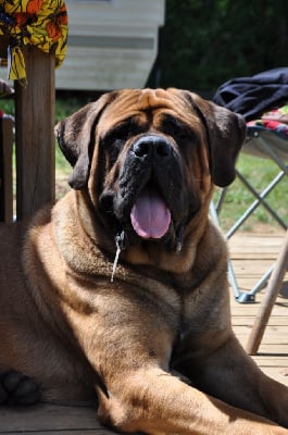 image de Vukan nemanjic king