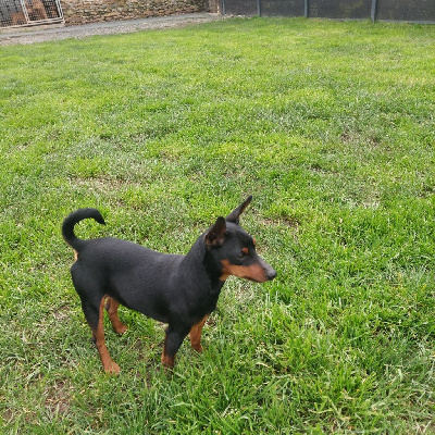 Étalon Pinscher nain - Uno Solfarino