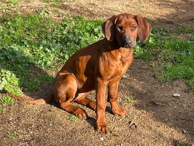 Étalon Rhodesian Ridgeback - Zawadi N'zuri Awena amahle hapo zamani