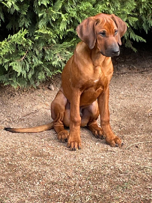 Étalon Rhodesian Ridgeback - Zawadi N'zuri Andwele hiariyangu