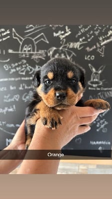 Étalon Rottweiler - Aïka (Sans Affixe)