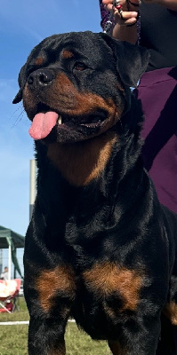 Étalon Rottweiler - CH. Tenessy Des Trois Têtes De Loup