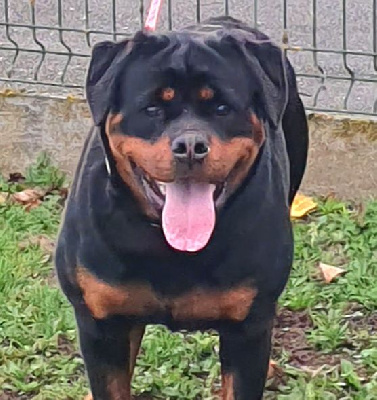 Étalon Rottweiler - Akina du champ des louves
